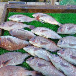 海の釣堀 海恵 釣果