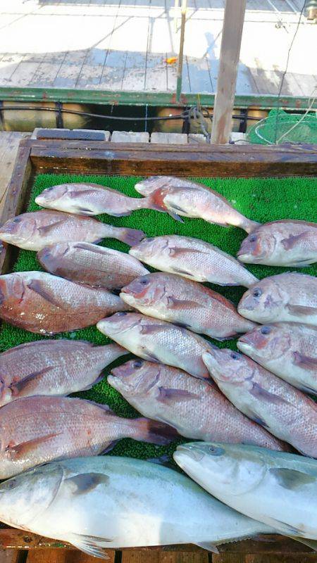 海の釣堀 海恵 釣果