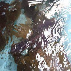 ブルースフィッシングサービス 釣果