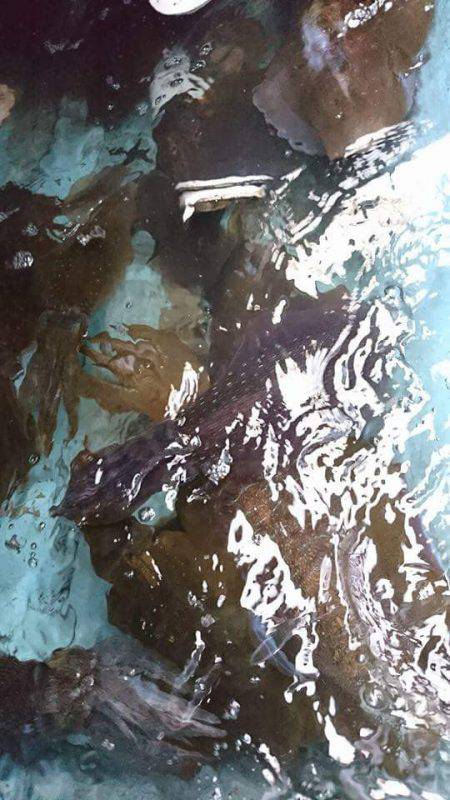 ブルースフィッシングサービス 釣果