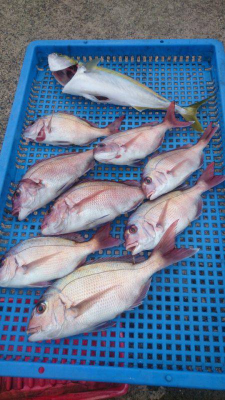 第三共栄丸 釣果