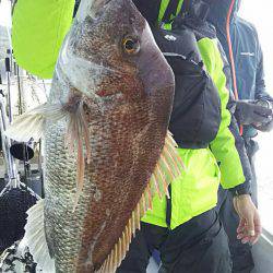 タイラバ遊漁船 ワンピース 釣果