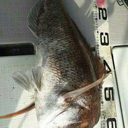 タイラバ遊漁船 ワンピース 釣果