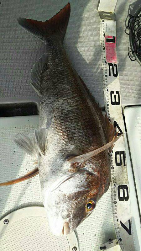 タイラバ遊漁船 ワンピース 釣果