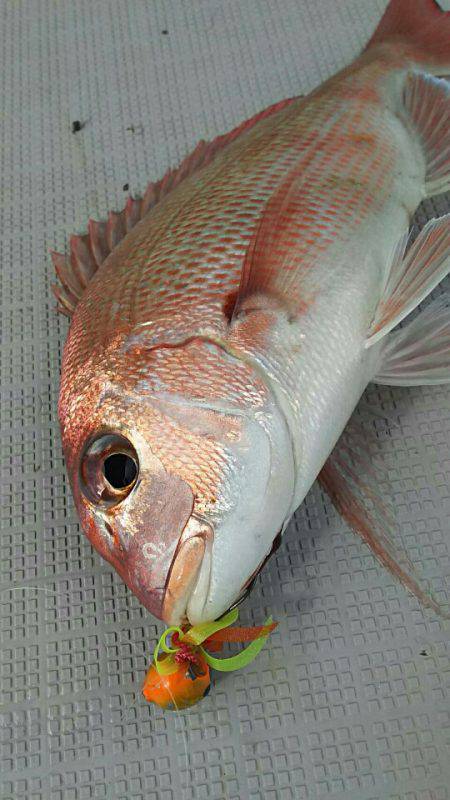 タイラバ遊漁船 ワンピース 釣果