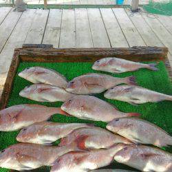 海の釣堀 海恵 釣果
