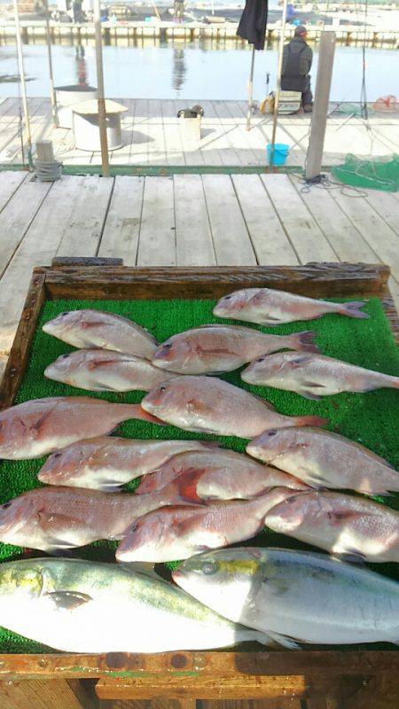 海の釣堀 海恵 釣果