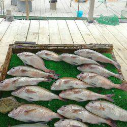 海の釣堀 海恵 釣果