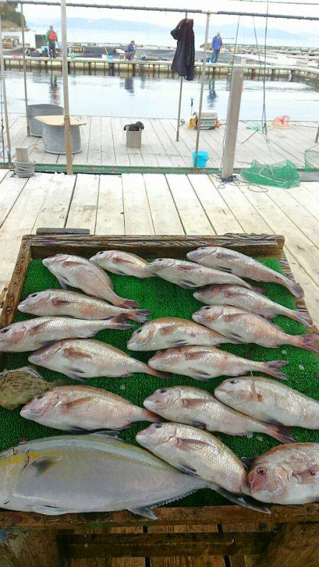 海の釣堀 海恵 釣果