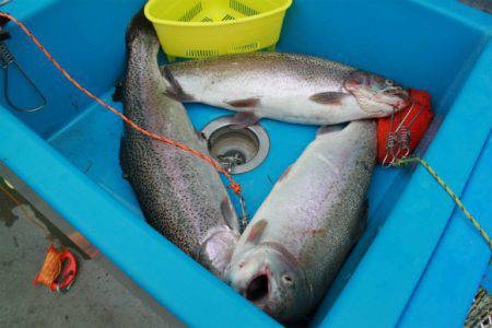 としまえんフィッシングエリア 釣果