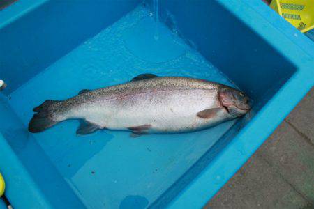 としまえんフィッシングエリア 釣果