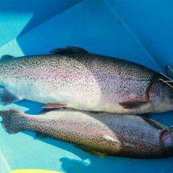 としまえんフィッシングエリア 釣果