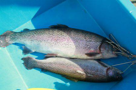 としまえんフィッシングエリア 釣果