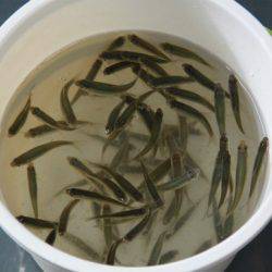 としまえんフィッシングエリア 釣果