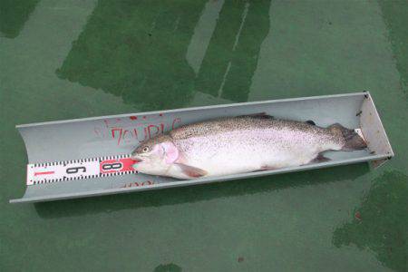 としまえんフィッシングエリア 釣果