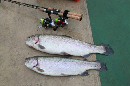 としまえんフィッシングエリア 釣果