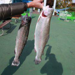 としまえんフィッシングエリア 釣果