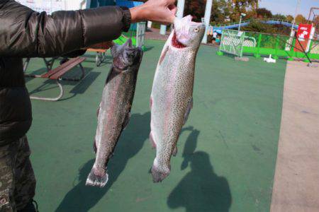 としまえんフィッシングエリア 釣果