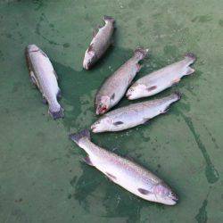 としまえんフィッシングエリア 釣果