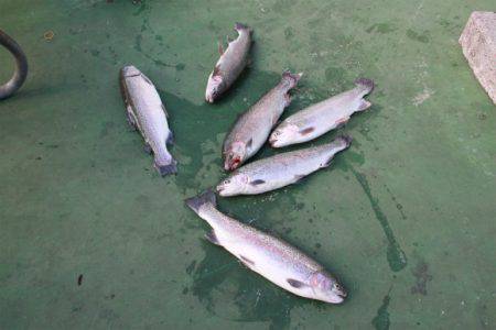 としまえんフィッシングエリア 釣果