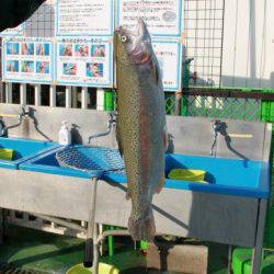 としまえんフィッシングエリア 釣果