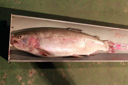 としまえんフィッシングエリア 釣果