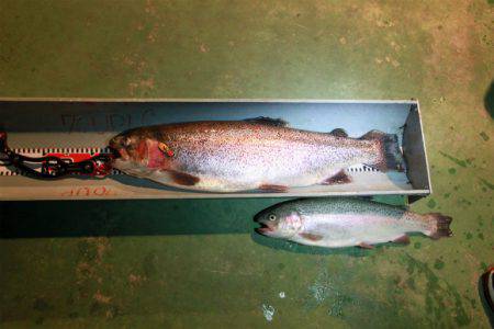 としまえんフィッシングエリア 釣果