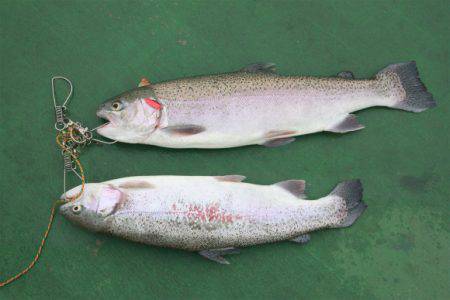 としまえんフィッシングエリア 釣果