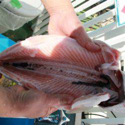 としまえんフィッシングエリア 釣果