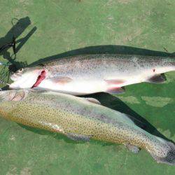 としまえんフィッシングエリア 釣果