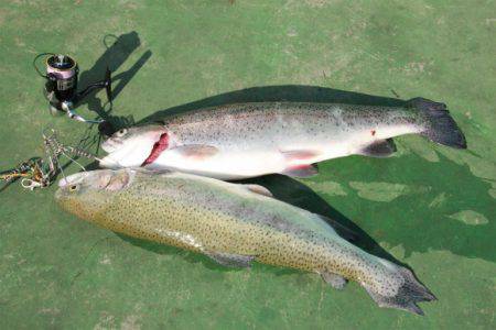 としまえんフィッシングエリア 釣果