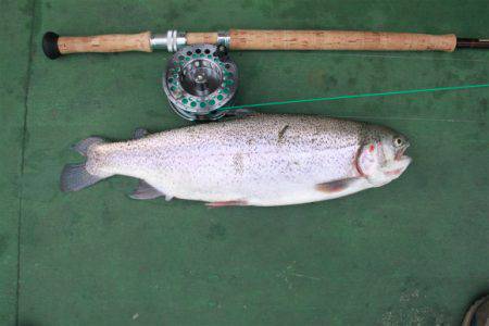 としまえんフィッシングエリア 釣果