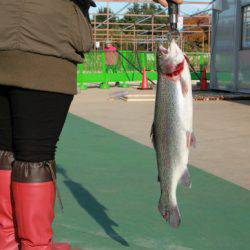 としまえんフィッシングエリア 釣果