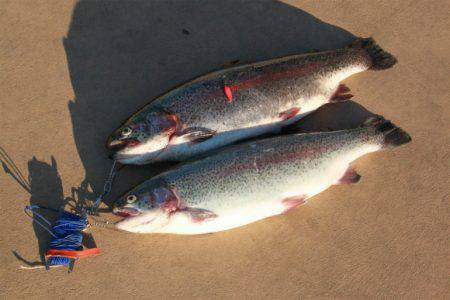 としまえんフィッシングエリア 釣果