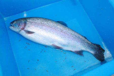 としまえんフィッシングエリア 釣果