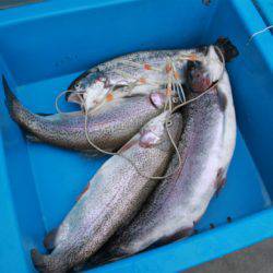 としまえんフィッシングエリア 釣果