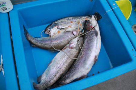 としまえんフィッシングエリア 釣果