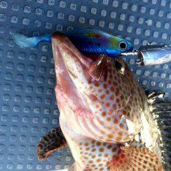 South Current 釣果