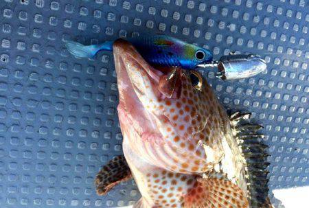 South Current 釣果