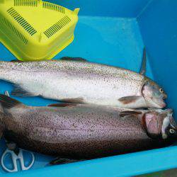 としまえんフィッシングエリア 釣果