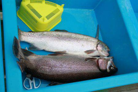 としまえんフィッシングエリア 釣果