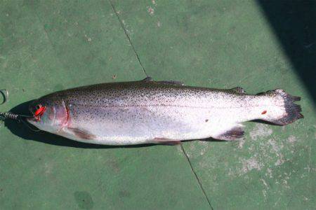 としまえんフィッシングエリア 釣果