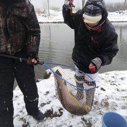 つりぼりあかし 釣果