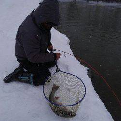 つりぼりあかし 釣果