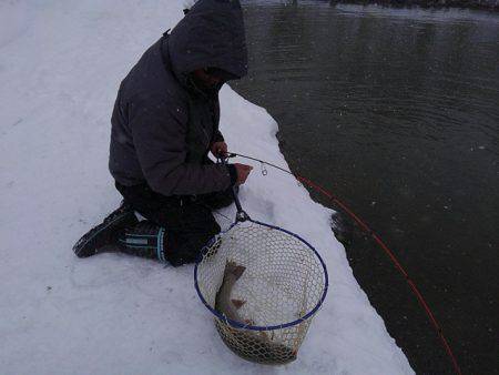 つりぼりあかし 釣果