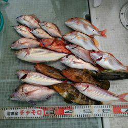 チャモロ 釣果