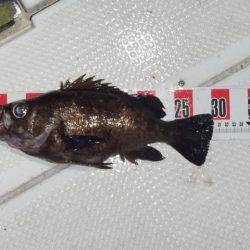 マリンガイド福丸 釣果