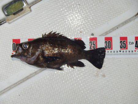 マリンガイド福丸 釣果