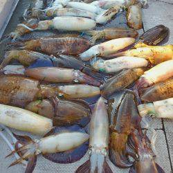 ブルースフィッシングサービス 釣果