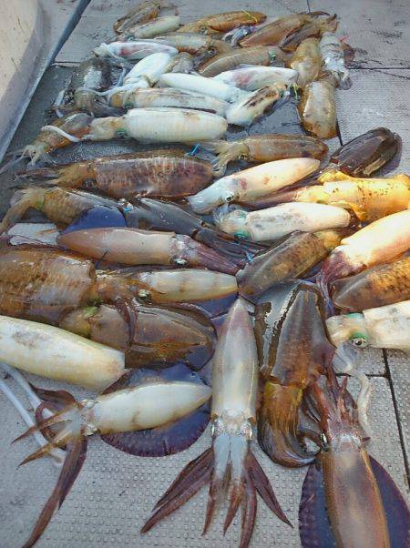 ブルースフィッシングサービス 釣果